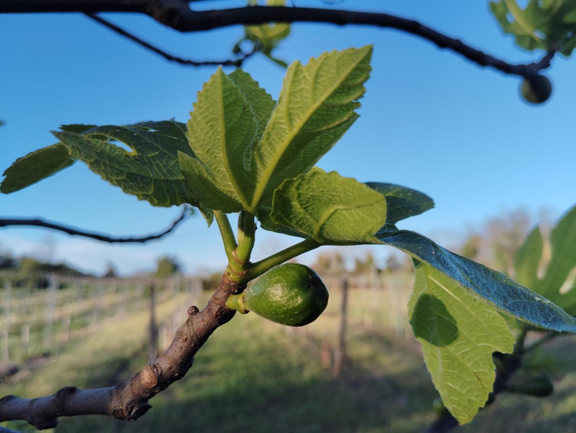 Gite L'Edenwine Doulezon 외부 사진